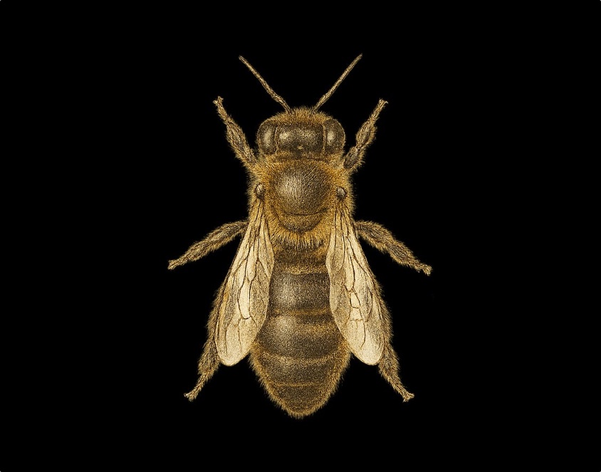 Drohnen auf Bienenwabe